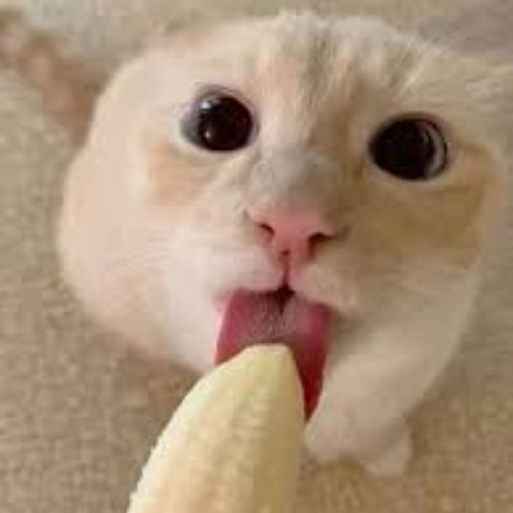 cat-1.jpg