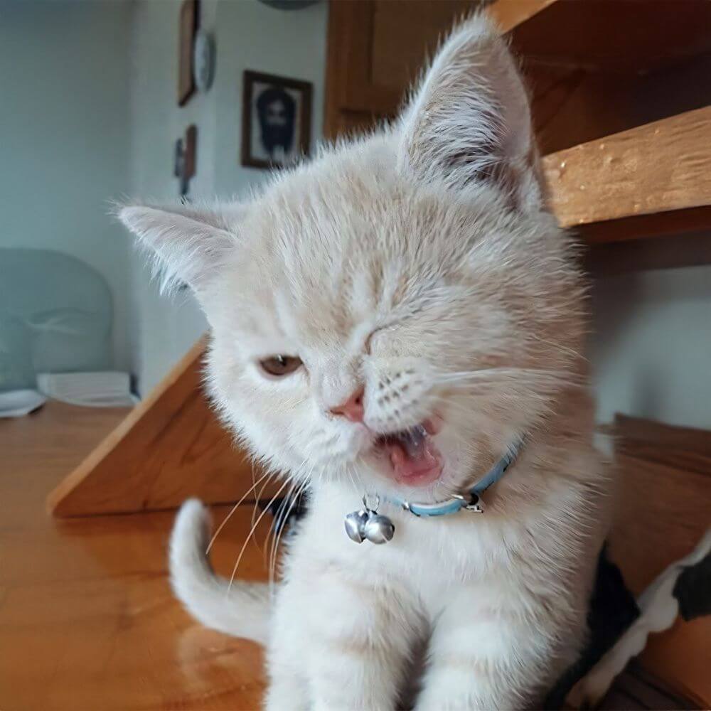 cat-10.jpg