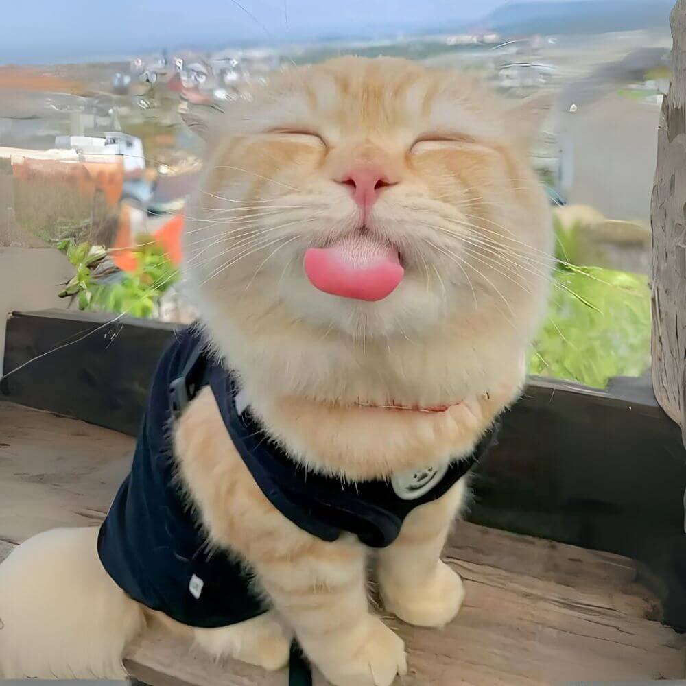 cat-11.jpg