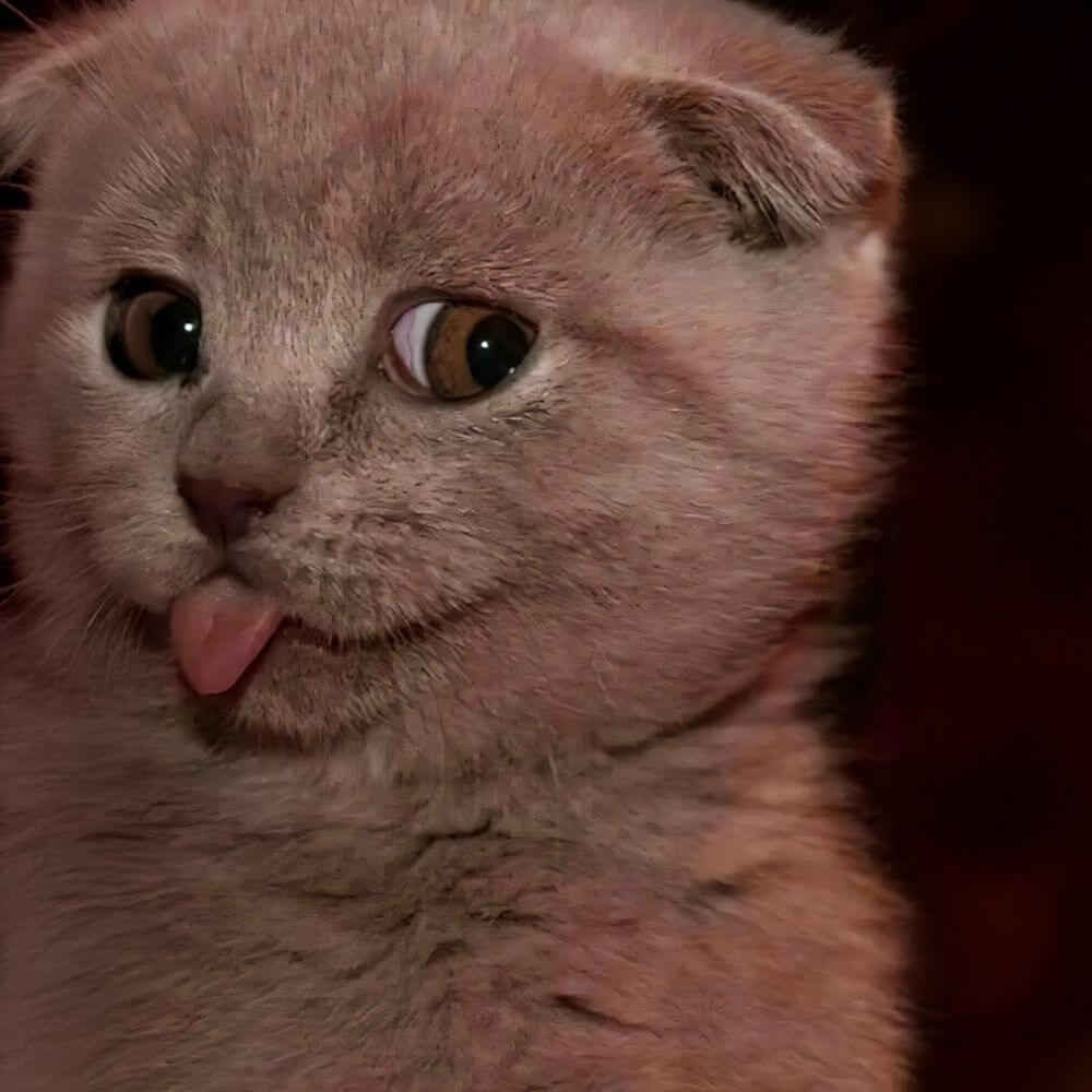 cat-13.jpg