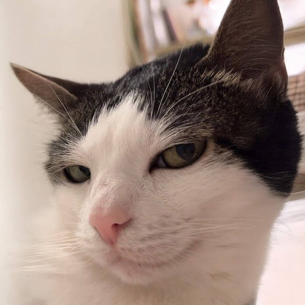 cat-14.jpg