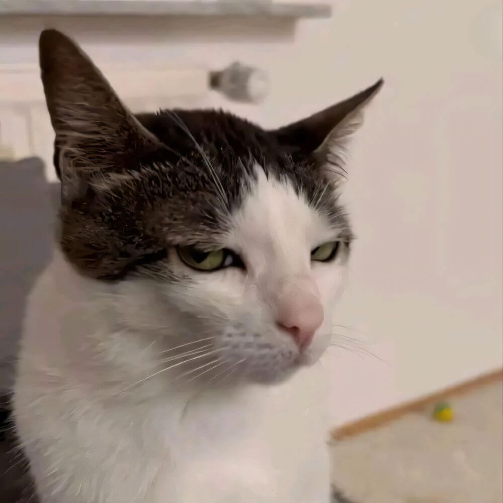 cat-15.jpg