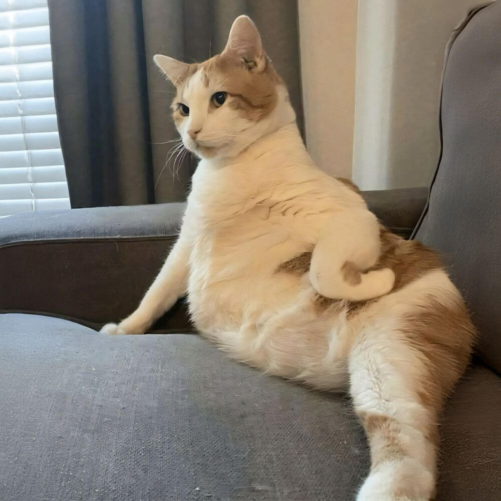 cat-16.jpg