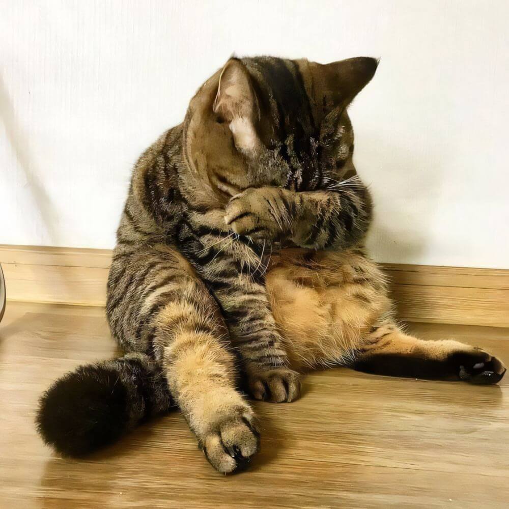 cat-17.jpg